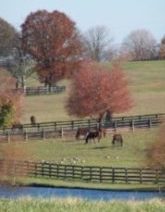 Horses at Pasture